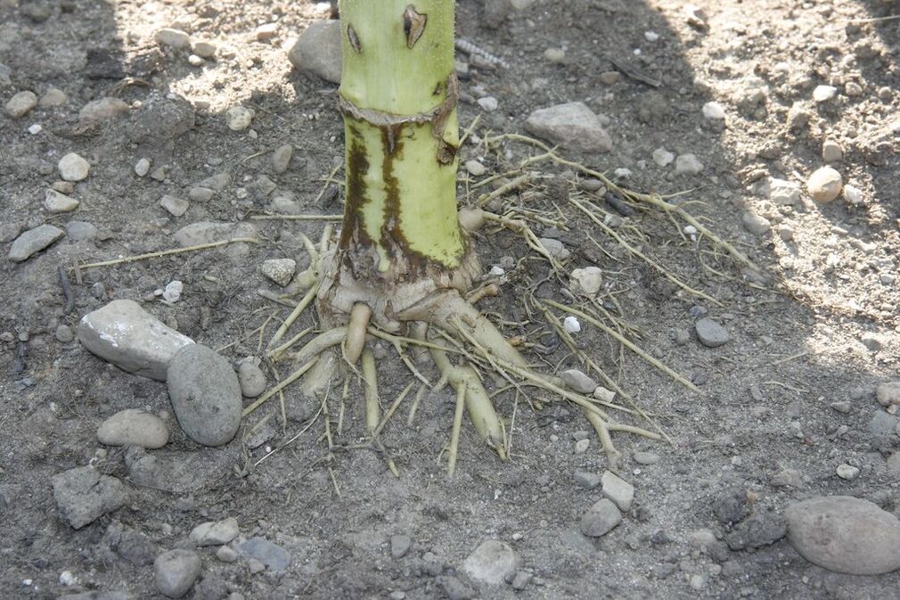 слънчогледов корен за цервикална остеохондроза